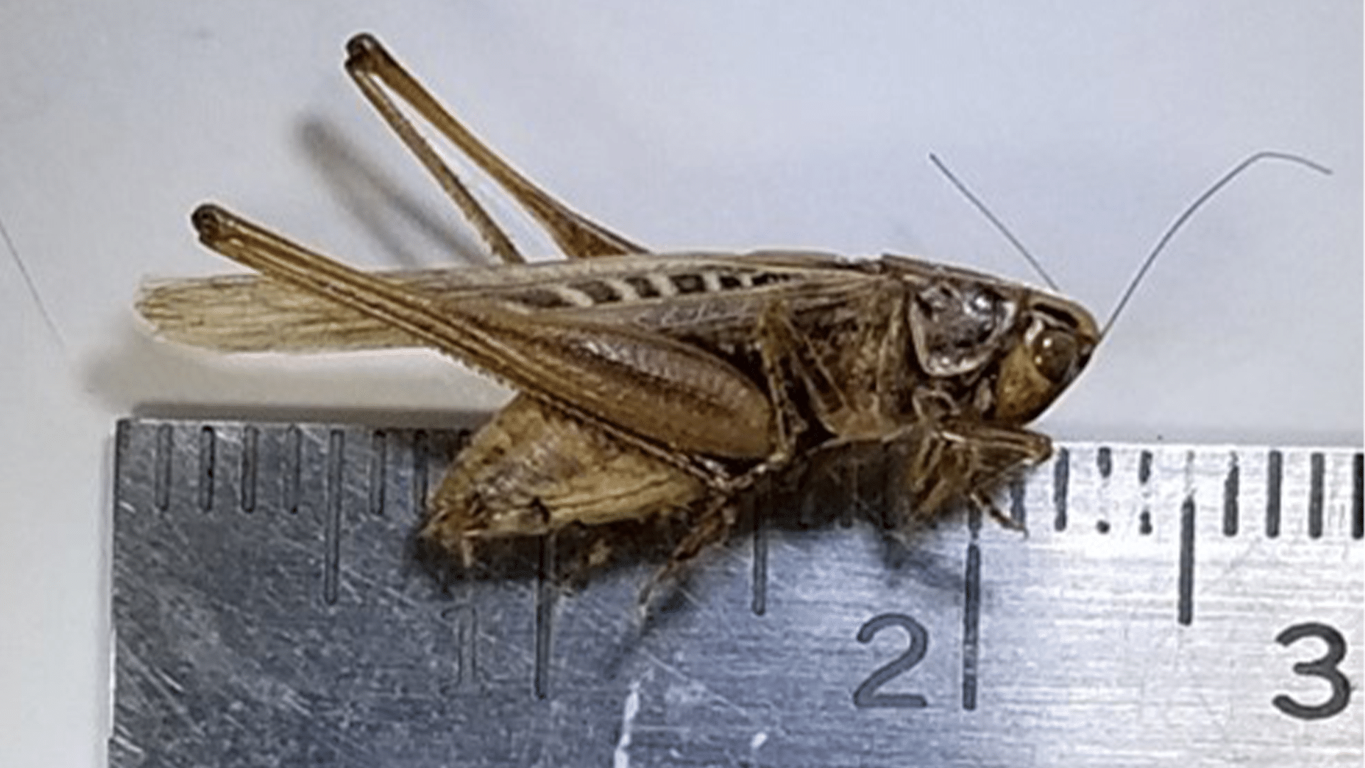 Insects-image - Certified Laboratories Brown grasshopper perched on a metal ruler, length about 2.5 cm, side view with long antennae visible. Found during food forensics testing.