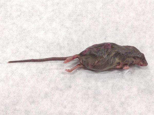 Mouse uncovered during food forensics testing of food products. 