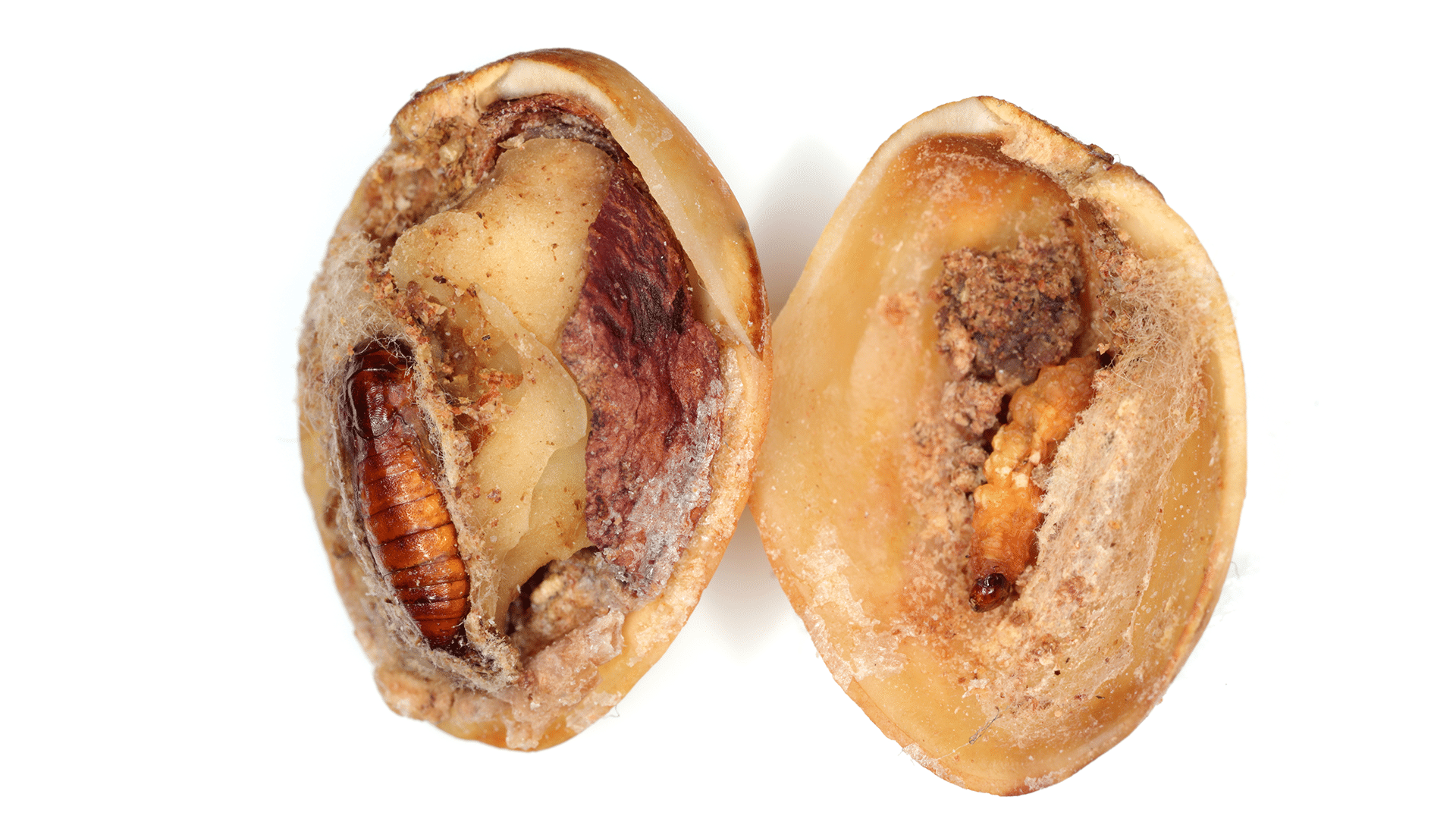 damage-image - Certified Laboratories Cross-section of a baked bun opened to reveal a fried mealworm and stuffing inside.