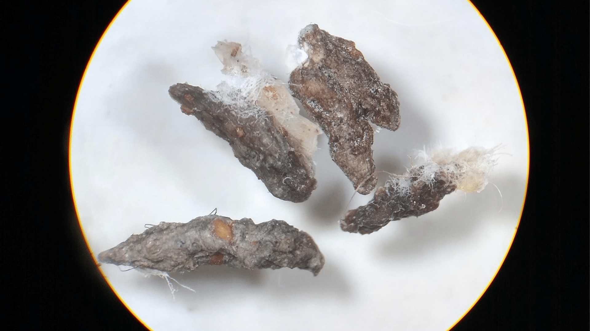 excreta - Certified Laboratories Rock fragments with rough, brown surfaces and white fibrous inclusions seen in a circular microscope field on a white background