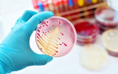 How Cosmetics Microbiology Testing Supports Product Safety and Quality