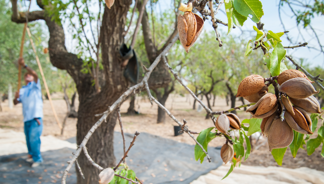 Your Complete Guide to Process Validation for Almonds