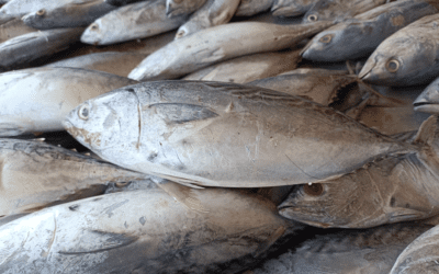 “Vitamin Tuna”: Lab Testing to Verify the Integrity of Your Supply Chain