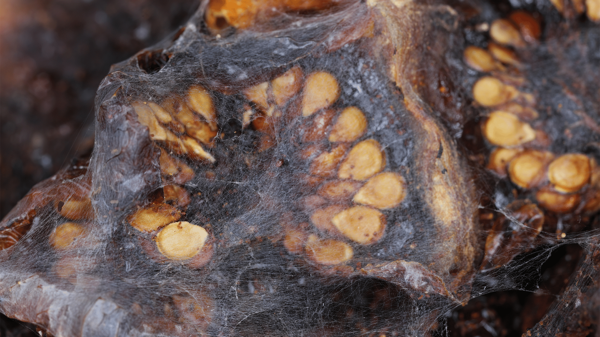 webbing - Certified Laboratories Close-up of a brown rock surface with yellow pebble-like inclusions tangled in white cobwebs and fibers.